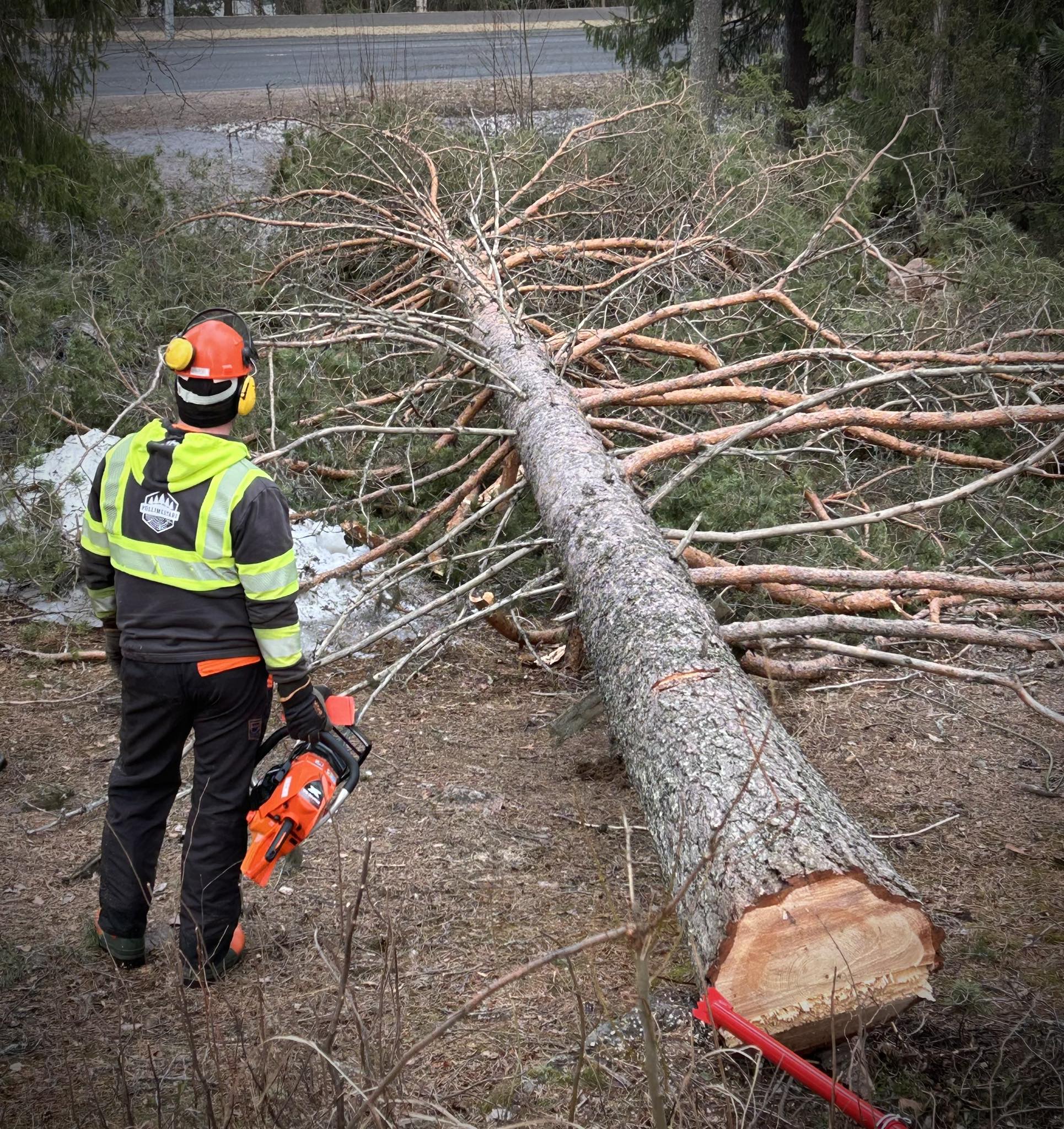 Kuva kaadetusta puusta
